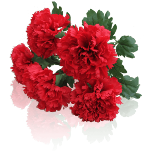 carnation