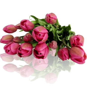 tulips